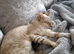 Snow linx