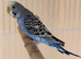 Young Indoor-Raised Budgies perfect pets Cheshire