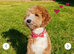 Australian labradoodles - Ready Now