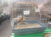 MIXED CANARIES FOR SALE
