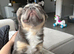 Fluffy French Bulldog looking for a new home
