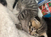 Kittens for sale