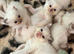 A rainbow of kittens