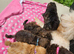 Male toy poodle pup