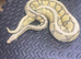 Super pastel desert ghost female