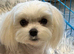 KC registered mature Maltese girl