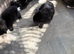 5 beautiful girls available