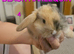 Mini lop babies