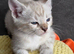 Pure breed Bengal Kittens