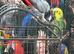 Congo African grey