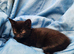 11 adorable kittens for sale