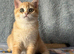 TICA Beautiful British Shorthair Kittens