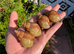 Giant African Snails for sale!