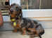 Miniature dachshund stud dog