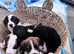 Staffador x Lurcher puppies