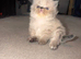 Persian kitten