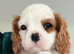 Beautiful KC Cavalier King Charles Spaniel Puppies