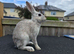 Beautiful bucks hare type