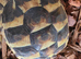2yr old hermann tortoise
