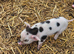 Full breed kunekune piglets