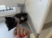 3 black and white kittens
