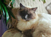 Pure ragdoll