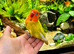 Stunning DNA sexed male dilute fisher lovebird