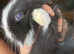 Baby lionhead girls X 3