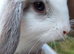 Mini lop and lion head