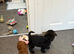 Really lovely schnoodles fully health checked