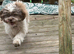 Shihtzu