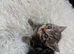 Cute little kitten