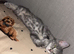 Beautiful grey tabby Maine coon cross male kitten