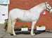 Super Cob Allrounder 15.1hh 9 years