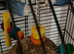 Baby lovebirds