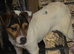 Jack Russell dog