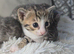 STUNNING SILVER & SPOTTED SAVANNAH X BENGAL KITTENS