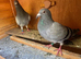 Very nice and very good quality young racing pigeons