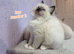 Ragdoll Kittens Looking for Loving Homes