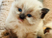 Male Ragdoll kitten