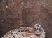 Coturnix quail cockerals