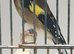 23 goldfinch cock