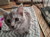 Male kittens ready to leave shortly