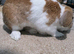 Mini lop & Holland Lop mixed
