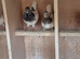 1 cock bird and 1 pair