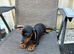 Miniature dachshund 4 available