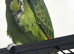 Blue fronted Amazon parrot