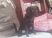 puppy needing new home