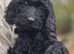 Beautiful F1 Cockapoo Puppies Ready to Go to Loving Homes Now Licenced Domestic Breeder