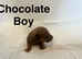 Daxie x jack Russel puppies available